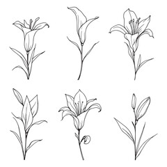 Delicate lily flower floral line art vector graphic