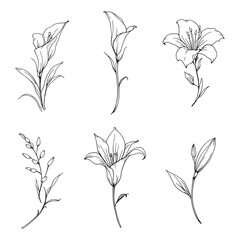 Elegant lily flower simple line art vector illustration