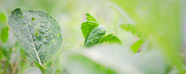Pests that destroy vegetable crops,Caring for plants in the garden,Natural ecosystem, cover page, copy space