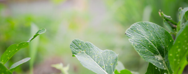 Pests that destroy vegetable crops,Caring for plants in the garden,Natural ecosystem, cover page,...