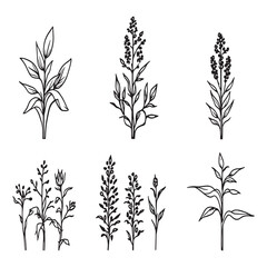 Elegant Sorghum Crop Silhouette Thin Line Vector Image