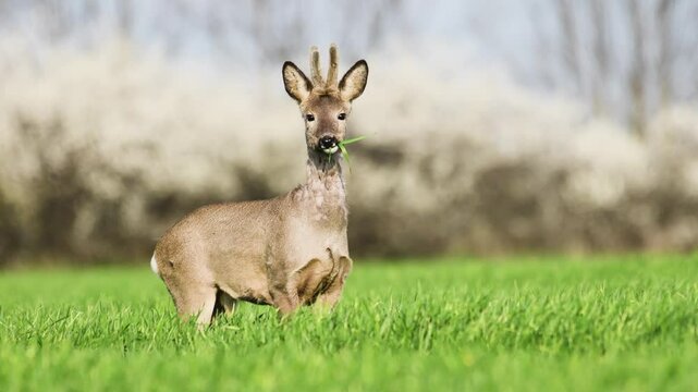 Roe deer and doe in their natural environment