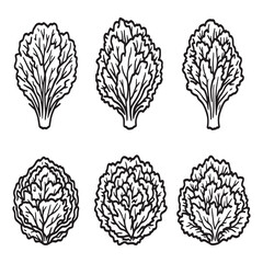 hand drawn lettuce linear style vector graphic for healthy food