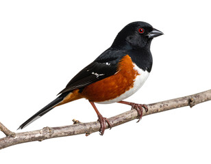 Fototapeta premium “Eastern Towhee Bird Perched on a Twig, Side Profile View, Realistic PNG Overlay”.