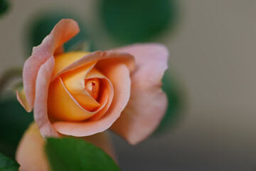 アプリコットピンクのバラの花