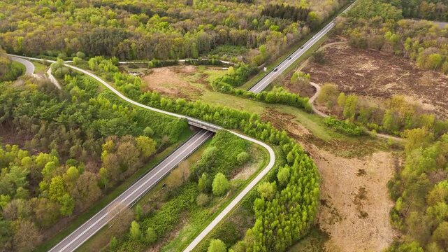 Cars driving on ecoduct wildlife crossing over busy highway
