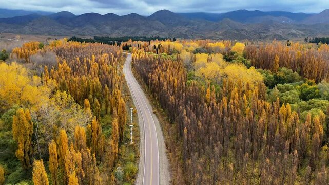 Serene autumn road through vibrant forest colors