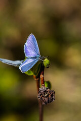 Fototapeta premium butterfly on a flower