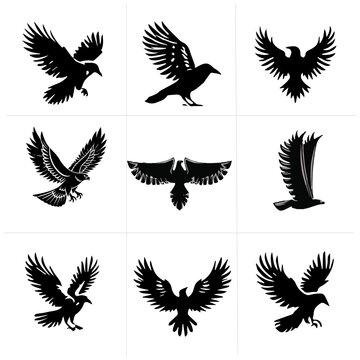  Black and white fiying bird 23