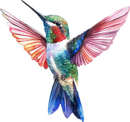 Fototapeta premium hummingbird