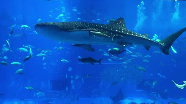 沖縄美ら海水族館でダイバーと泳ぐジンベエザメ