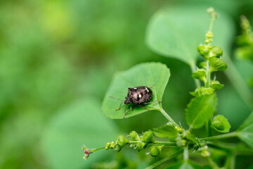 White-spotted Jewel Bug (Scutelleridae) or Paracritheus trimaculatus (Shield-backed Bug) on Green Leaf.