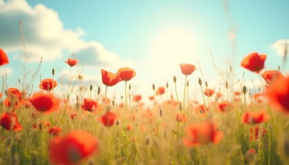 Naklejka premium field of red poppies and blue sky