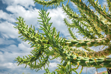 Close up of an australian cactus with sharp spines growing under a cloudy blue sky, showcasing the...
