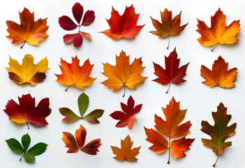 Fototapeta premium autumn