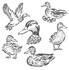 vector illustration sketch of duck in various positions