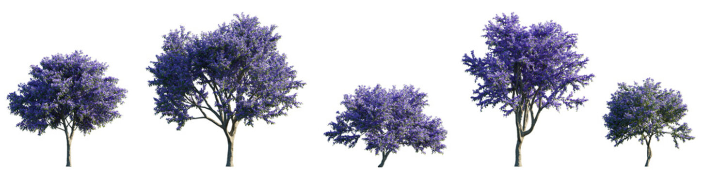Ceanothus - Californian lilac purple small tree or bush isolated png on a transparent background premium cutout foreground tree