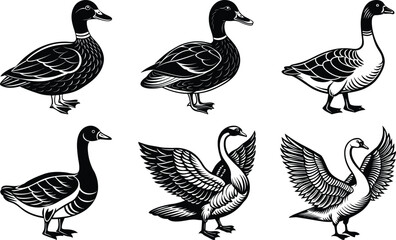 Duck full body Canada goose standing near pond with another goose in background
