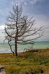 Arbre sans feuilles sur une colline en bord de mer sous un ciel bleu et fond de nuages blanc	