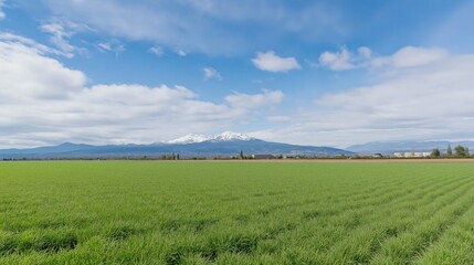 Fototapeta premium Lush green fields under a bright sky