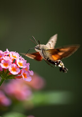Hummingbird moth on a flower (1)