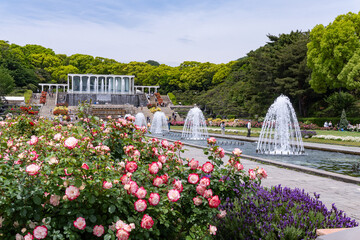 バラ・薔薇・バラ園・須磨離宮公園・神戸