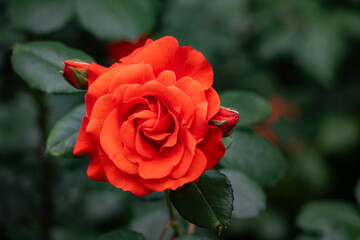 バラ・薔薇・バラ園