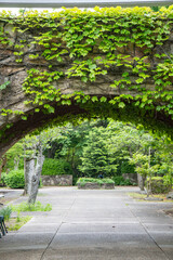 蔦・トンネル・新緑