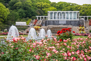 バラ・薔薇・バラ園・須磨離宮公園・神戸