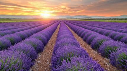 Fototapeta premium Scenic Lavender Field at Sunset with Rows of Purple Blooms and Warm Sunlight