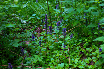 Forest glade richly covered with green grasses and bushes, among which purple bugleweed flowers are visible. The natural environment demonstrates the diversity of wild flora and the freshness of the s