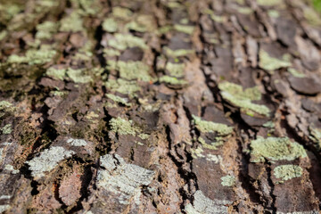 Close-up of tree bark texture background showcasing natural wood patterns and rough grainy surface, ideal for eco-friendly projects and nature-themed designs. Organic material and carbon neutrality.