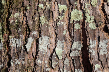 Close-up of tree bark texture background showcasing natural wood patterns and rough grainy surface, ideal for eco-friendly projects and nature-themed designs. Organic material and carbon neutrality.