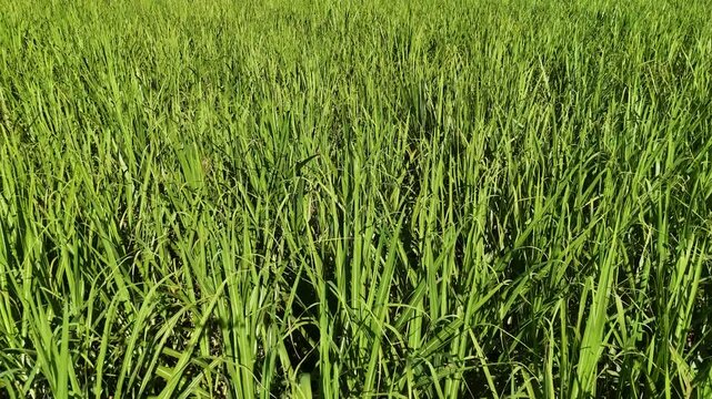 Drone View Over Lush Sugarcane Field