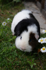 Meerschweinchen rex tier natur