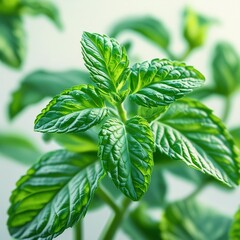 fresh mint leaves