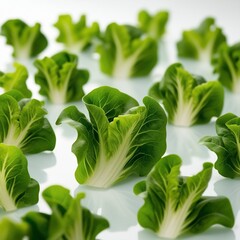 fresh green lettuce