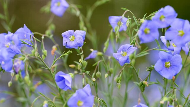 video of flax flowers in a meadow