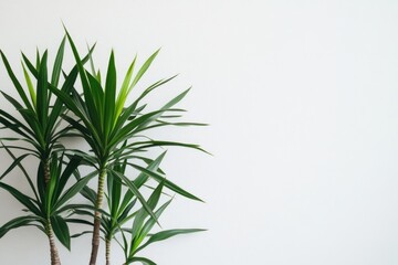 Fototapeta premium Green plants against a white wall