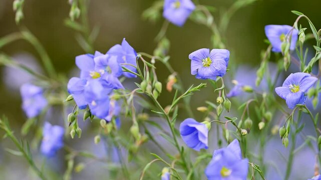 video of flax flowers in a meadow