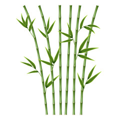 Bamboo plants. Composition with fresh greenery. Zen design concept