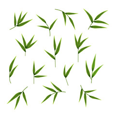 Decorative set of fresh greenery. Bamboo stems, twigs and leaves