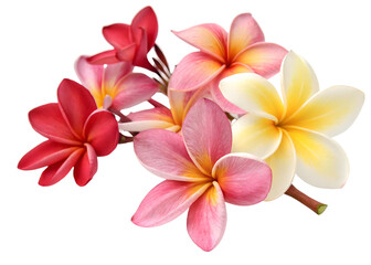 Fototapeta premium Frangipani flowers isolated on white