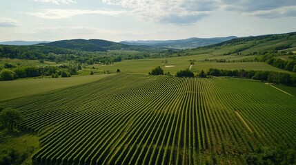 Aerial View of Serene Rolling Hills Vineyard