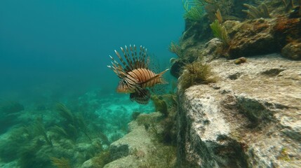 Majestic lionfish swimming near rocky reef