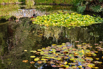 The Lily Pond is one of the nicest spots in the Royal Tasmanian Botanical Gardens - Hobart, Victoria, Australia