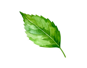 Obraz premium Watercolor painting of a vibrant green leaf, detailed veins and edges