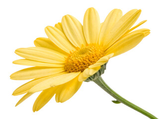 Fototapeta premium Yellow gerber daisy isolated