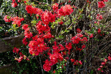Blüten eines Quittenstrauches