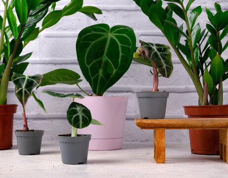 Anthurium Magnificum" Images  Browse 95 Stock Photos, Vectors, and Video |  Adobe Stock
